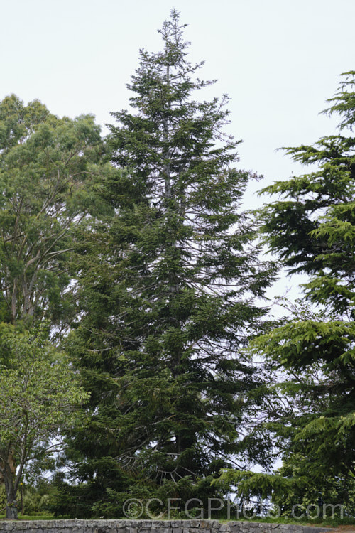 Vejar Fir (<i>Abies vejari</i>), an evergreen conifer from Mexico, with long, narrow cones. It occurs naturally at elevations of 2000-3000m and can grow to over 40m tall Order: Pinales, Family: Pinaceae