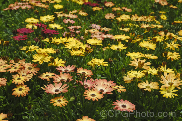 Osteospermum. Akila 'Sunset. Shades', an F1 hybrid Osteospermum strain that produces flowerheads in a range of warm yellow, orange and red tones, often with lighter centres. These hybrids are compact but heavy-flowering. osteospermum-3194htm'>Osteospermum.