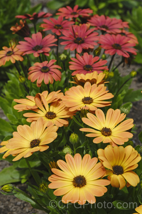 Osteospermum. Akila 'Sunset. Shades', an F1 hybrid Osteospermum strain that produces flowerheads in a range of warm yellow, orange and red tones, often with lighter centres. These hybrids are compact but heavy-flowering. osteospermum-3194htm'>Osteospermum.