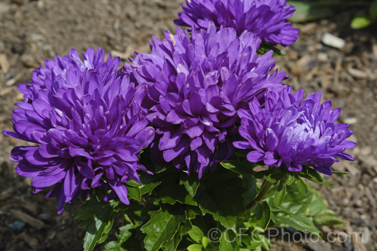 Bedding Aster or China. Aster (<i>Callistephus chinensis</i>), a long-flowering annual daisy native. China and Korea. The wild species has been developed into a wide range of garden forms, most with large, showy flowerheads. callistephus-3515htm'>Callistephus.