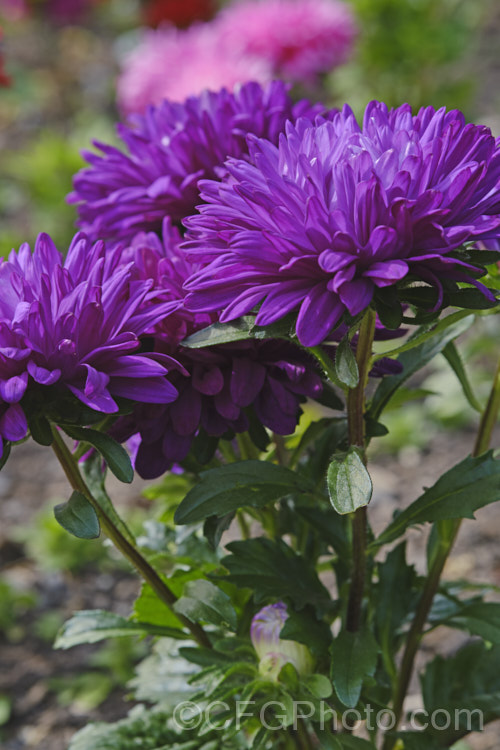 Bedding Aster or China. Aster (<i>Callistephus chinensis</i>), a long-flowering annual daisy native. China and Korea. The wild species has been developed into a wide range of garden forms, most with large, showy flowerheads. callistephus-3515htm'>Callistephus.