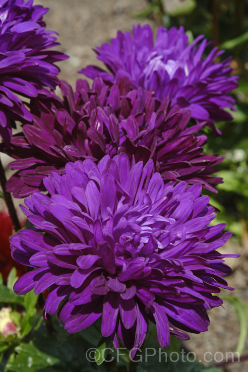 Bedding Aster or China. Aster (<i>Callistephus chinensis</i>), a long-flowering annual daisy native. China and Korea. The wild species has been developed into a wide range of garden forms, most with large, showy flowerheads. callistephus-3515htm'>Callistephus.