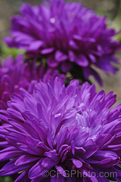 Bedding Aster or China. Aster (<i>Callistephus chinensis</i>), a long-flowering annual daisy native. China and Korea. The wild species has been developed into a wide range of garden forms, most with large, showy flowerheads. callistephus-3515htm'>Callistephus.