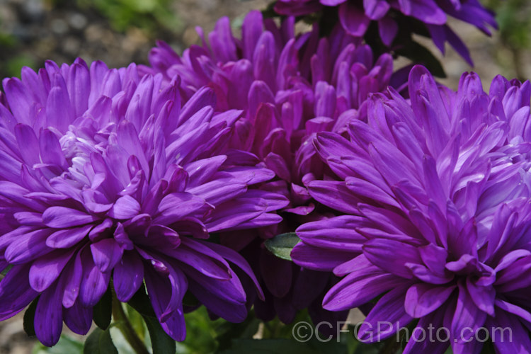 Bedding Aster or China. Aster (<i>Callistephus chinensis</i>), a long-flowering annual daisy native. China and Korea. The wild species has been developed into a wide range of garden forms, most with large, showy flowerheads. callistephus-3515htm'>Callistephus.