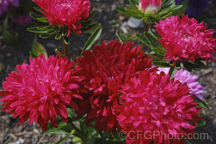 Bedding Aster or China. Aster (<i>Callistephus chinensis</i>), a long-flowering annual daisy native. China and Korea. The wild species has been developed into a wide range of garden forms, most with large, showy flowerheads. callistephus-3515htm'>Callistephus.