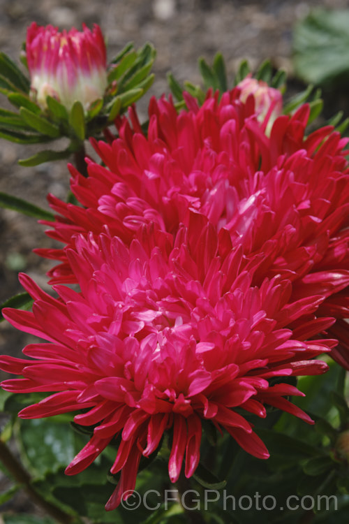 Bedding Aster or China. Aster (<i>Callistephus chinensis</i>), a long-flowering annual daisy native. China and Korea. The wild species has been developed into a wide range of garden forms, most with large, showy flowerheads. callistephus-3515htm'>Callistephus.