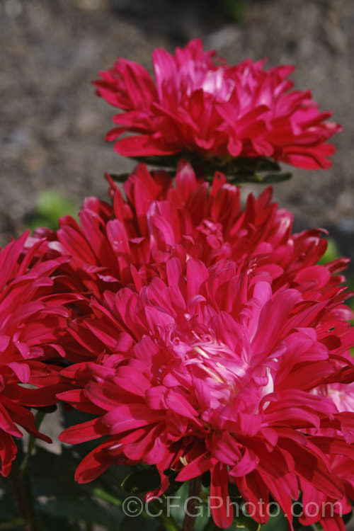 Bedding Aster or China. Aster (<i>Callistephus chinensis</i>), a long-flowering annual daisy native. China and Korea. The wild species has been developed into a wide range of garden forms, most with large, showy flowerheads. callistephus-3515htm'>Callistephus.