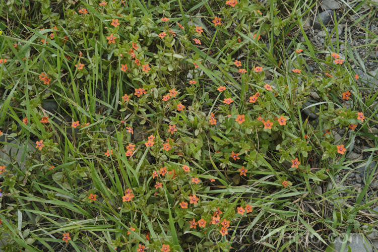 Scarlet Pimpernel (<i>Anagallis arvensis</i>), a small annual, biennial or short-lived perennial that usually appears as a weed in crops, pastures or lawns. Originally native to Europe, though now widespread throughout the temperate zones. Order: Ericales, Family: Primulaceae Order: Ericales, Family: Polemoniaceae