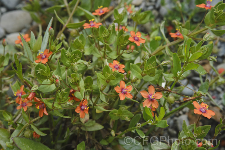 Scarlet Pimpernel (<i>Anagallis arvensis</i>), a small annual, biennial or short-lived perennial that usually appears as a weed in crops, pastures or lawns. Originally native to Europe, though now widespread throughout the temperate zones. Order: Ericales, Family: Primulaceae Order: Ericales, Family: Polemoniaceae