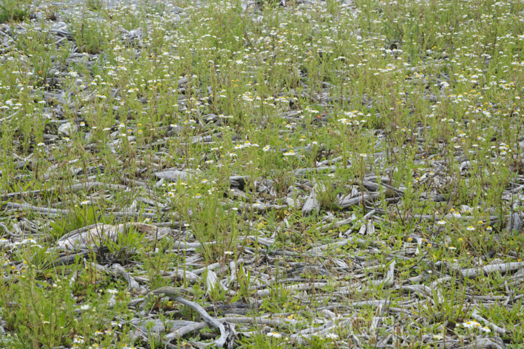 False Mayweed or Sea. Mayweed (<i>Tripleurospermum maritimum [syn. Matricaria maritima]), an annual or short-lived perennial originally native to Eurasia but now widely naturalised in the temperate zones. It is very similar to Tripleurospermum inodorum (some authorities considers them to be subspecies of one species</i>), but usually shows a distinct preferences for coastal gravels. tripleurospermum-3530htm'>Tripleurospermum.