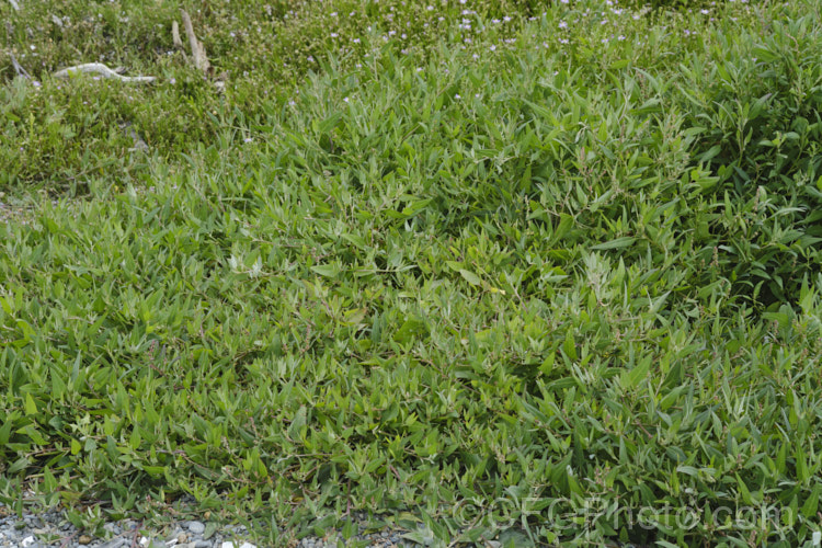 Orache (<i>Atriplex prostrata</i>), a coastal and estuarine perennial that is quite variable in appearance depending on its exposure to sun, wind and salt. In an exposed coastal position, it is often very low-growing, but as this example shows, it can scramble and gain some height. The foliage is grey-green with a red tint to the stems and leaf margins. The clustered flowerheads also have a red tint Eurasian in origin, it is now widely naturalised. atriplex-3513htm'>Atriplex. Order: Caryophyllales, Family: Amaranthaceae Order: Caryophyllales</a>