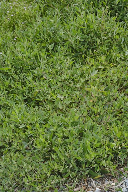 Orache (<i>Atriplex prostrata</i>), a coastal and estuarine perennial that is quite variable in appearance depending on its exposure to sun, wind and salt. In an exposed coastal position, it is often very low-growing, but as this example shows, it can scramble and gain some height. The foliage is grey-green with a red tint to the stems and leaf margins. The clustered flowerheads also have a red tint Eurasian in origin, it is now widely naturalised. atriplex-3513htm'>Atriplex. Order: Caryophyllales, Family: Amaranthaceae Order: Caryophyllales</a>