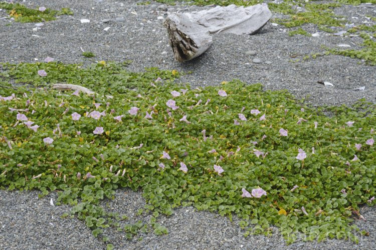 Shore Bindweed, Shore Convolvulus or Shore Morning Glory (<i>Calystegia soldanella [syn. Convolvulus soldanella]), a small, creeping, carpeting, summer-flowering perennial vine that occurs in coastal regions in temperate regions of both hemispheres
