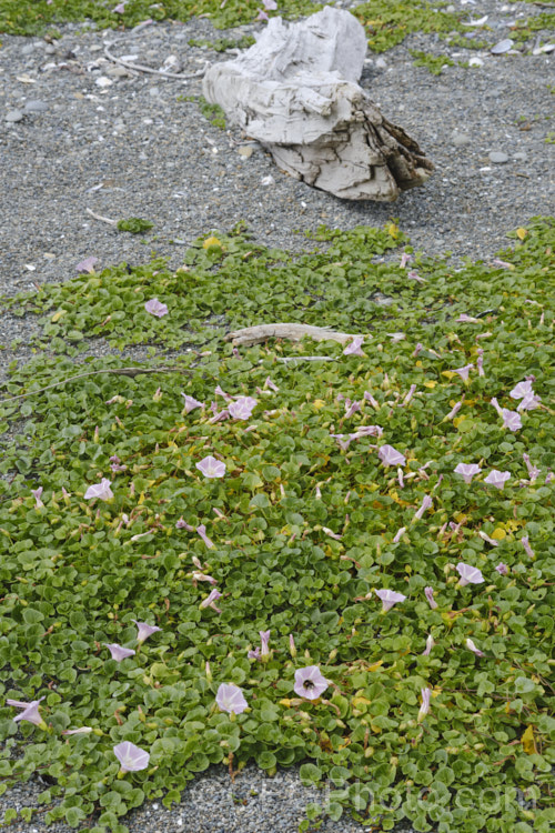 Shore Bindweed, Shore Convolvulus or Shore Morning Glory (<i>Calystegia soldanella [syn. Convolvulus soldanella]), a small, creeping, carpeting, summer-flowering perennial vine that occurs in coastal regions in temperate regions of both hemispheres
