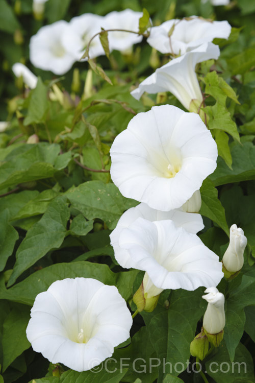 Greater Bindweed (<i>Calystegia silvatica</i>), a vigorous, twining, summer-flowering herbaceous climber. Native to southern Europe and North Africa, it has become a weed in many temperate and subtropical regions. In some areas it is commonly known as convolvulus, and while in the family, it is not in that genus