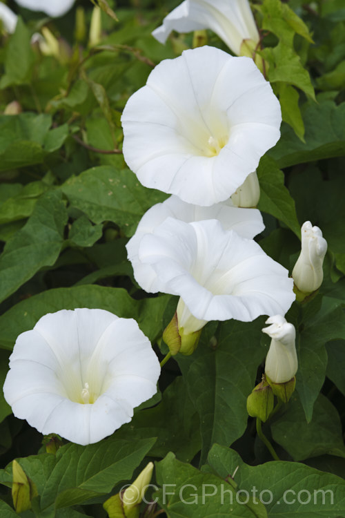 Greater Bindweed (<i>Calystegia silvatica</i>), a vigorous, twining, summer-flowering herbaceous climber. Native to southern Europe and North Africa, it has become a weed in many temperate and subtropical regions. In some areas it is commonly known as convolvulus, and while in the family, it is not in that genus