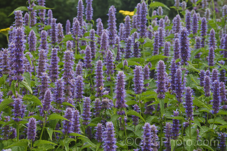 Anise Hyssop (<i>Agastache foeniculum</i> [syn. <i>Agastache anethiodora</i>]), an anise-scented North American perennial herb occasionally used in herbal teas and salads. Order: Lamiales, Family: Lamiaceae