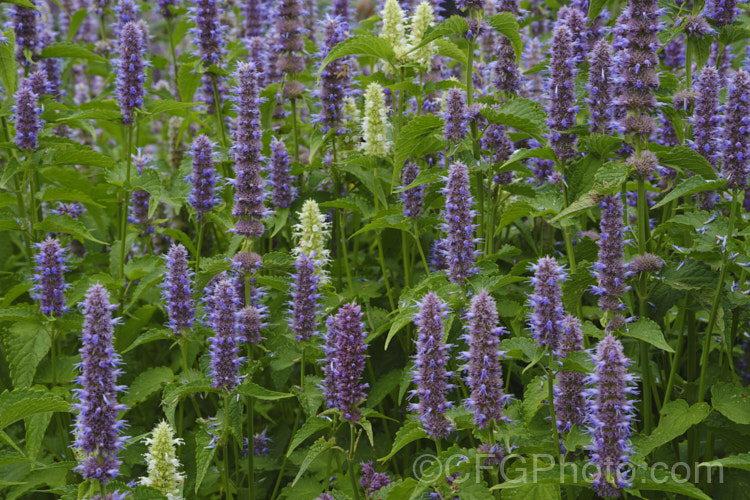 Anise Hyssop (<i>Agastache foeniculum</i> [syn. <i>Agastache anethiodora</i>]), an anise-scented North American perennial herb occasionally used in herbal teas and salads. Order: Lamiales, Family: Lamiaceae