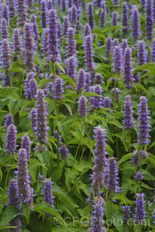 Anise Hyssop (<i>Agastache foeniculum</i> [syn. <i>Agastache anethiodora</i>]), an anise-scented North American perennial herb occasionally used in herbal teas and salads. Order: Lamiales, Family: Lamiaceae