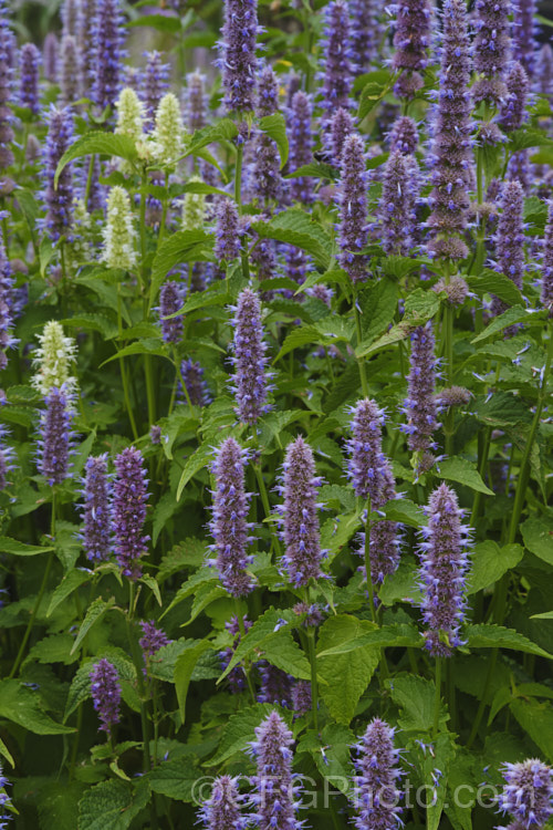 Anise Hyssop (<i>Agastache foeniculum</i> [syn. <i>Agastache anethiodora</i>]), an anise-scented North American perennial herb occasionally used in herbal teas and salads. Order: Lamiales, Family: Lamiaceae