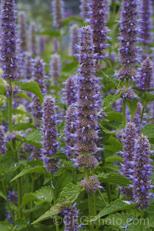 Anise Hyssop (<i>Agastache foeniculum</i> [syn. <i>Agastache anethiodora</i>]), an anise-scented North American perennial herb occasionally used in herbal teas and salads. Order: Lamiales, Family: Lamiaceae