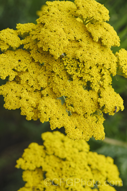 Sweet Nancy (<i>Achillea ageratum</i> [syn. <i>Achillea decolorans</i>]), a summer-flowering perennial, up to 80cm tall, native to the western Mediterranean region. There are several cultivated forms. Order: Asterales, Family: Asteraceae