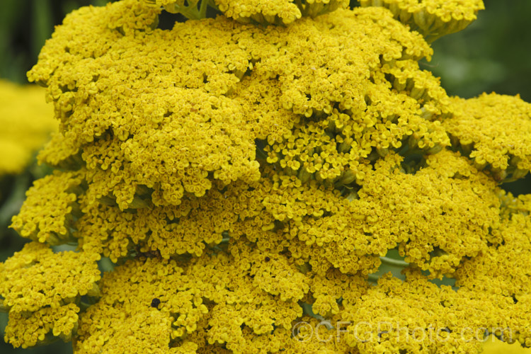 Sweet Nancy (<i>Achillea ageratum</i> [syn. <i>Achillea decolorans</i>]), a summer-flowering perennial, up to 80cm tall, native to the western Mediterranean region. There are several cultivated forms. Order: Asterales, Family: Asteraceae