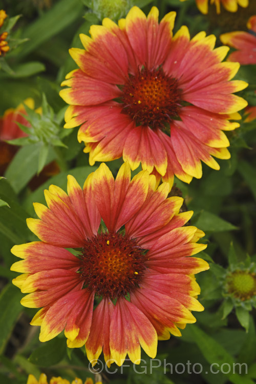 Blanket. Flower or Common Gaillardia (<i>Gaillardia aristata</i>), a summer- to autumn-flowering perennial native to North America east of the Rocky. Mountains. It can grow to 70cm tall but is usually seen as a low, spreading plant. gaillardia-2995htm'>Gaillardia.