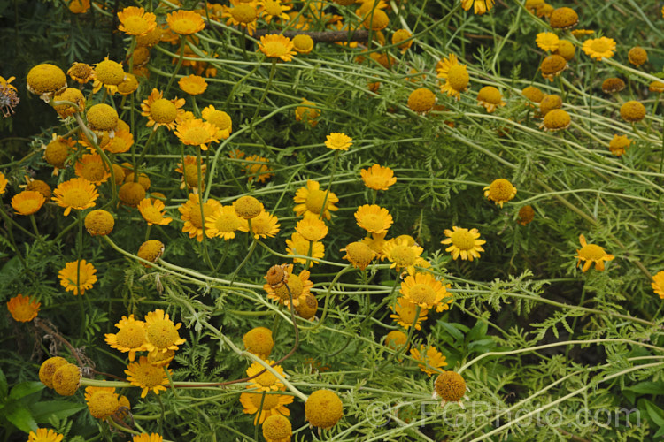 Golden Marguerite, Yellow Chamomile or Dyer's Camomile (<i>Anthemis tinctoria</i>), a summer-flowering biennial or short-lived perennial found over much of the temperate Northern Hemisphere. The flowers yield a yellow dye. anthemis-2193htm'>Anthemis.