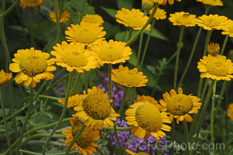 Golden Marguerite, Yellow Chamomile or Dyer's Camomile (<i>Anthemis tinctoria</i>), a summer-flowering biennial or short-lived perennial found over much of the temperate Northern Hemisphere. The flowers yield a yellow dye. anthemis-2193htm'>Anthemis.