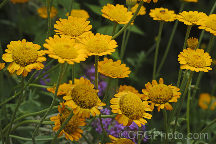 Golden Marguerite, Yellow Chamomile or Dyer's Camomile (<i>Anthemis tinctoria</i>), a summer-flowering biennial or short-lived perennial found over much of the temperate Northern Hemisphere. The flowers yield a yellow dye. anthemis-2193htm'>Anthemis.