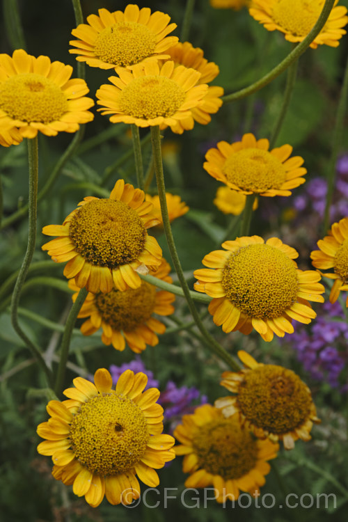 Golden Marguerite, Yellow Chamomile or Dyer's Camomile (<i>Anthemis tinctoria</i>), a summer-flowering biennial or short-lived perennial found over much of the temperate Northern Hemisphere. The flowers yield a yellow dye. anthemis-2193htm'>Anthemis.