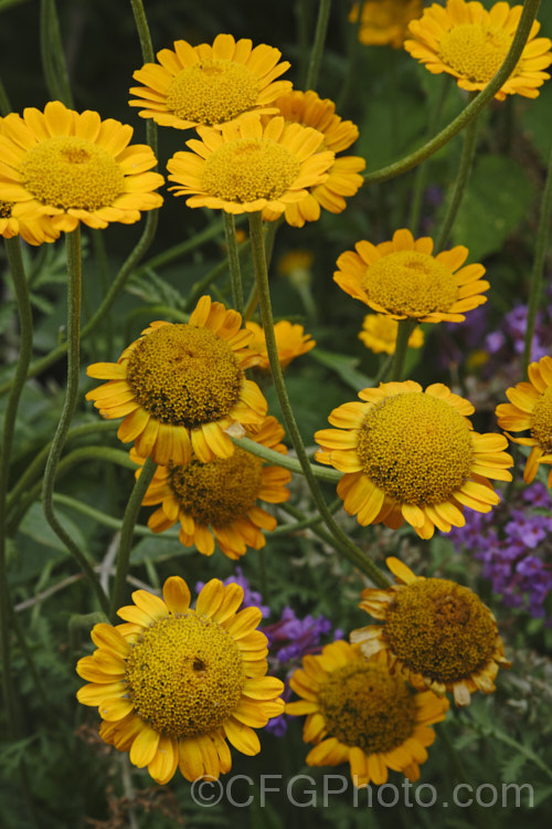 Golden Marguerite, Yellow Chamomile or Dyer's Camomile (<i>Anthemis tinctoria</i>), a summer-flowering biennial or short-lived perennial found over much of the temperate Northern Hemisphere. The flowers yield a yellow dye. anthemis-2193htm'>Anthemis.