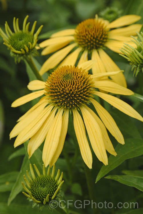 Echinacea purpurea Lustre Yellow photo at Pictures of Plants stock ...