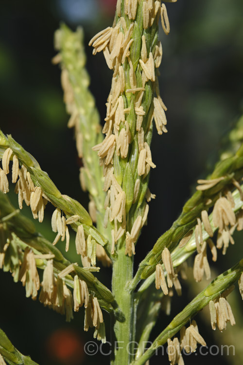 The male flowers of Sweet Corn, Maize or Corn (<i>Zea mays</i>), a robust annual grass from Central America grown for its edible seed heads (cobs</i>). There are many cultivars. The anthers shown here hang from very thin and flexible filaments that allow them to move freely in the breeze, shedding pollen onto the female flowers below as they swing. Order: Poales, Family: Poaceae