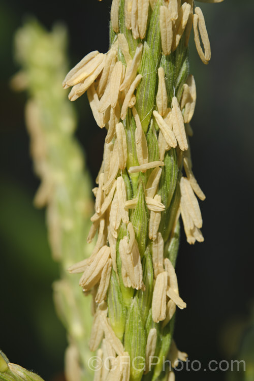 The male flowers of Sweet Corn, Maize or Corn (<i>Zea mays</i>), a robust annual grass from Central America grown for its edible seed heads (cobs</i>). There are many cultivars. The anthers shown here hang from very thin and flexible filaments that allow them to move freely in the breeze, shedding pollen onto the female flowers below as they swing. Order: Poales, Family: Poaceae