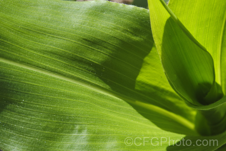 The foliage of Sweet Corn, Maize or Corn (<i>Zea mays</i>), a robust annual grass from Central America grown for its edible seed heads (cobs</i>). There are many cultivars. The fine hairs and the grooves between the leaf veins can trap water droplets and channel them to the ground and thence the roots. Order: Poales, Family: Poaceae