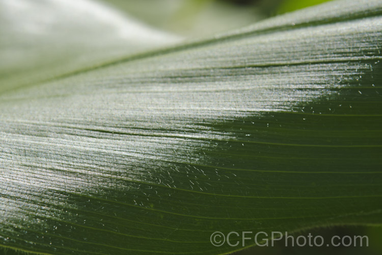 The foliage of Sweet Corn, Maize or Corn (<i>Zea mays</i>), a robust annual grass from Central America grown for its edible seed heads (cobs</i>). There are many cultivars. The fine hairs and the grooves between the leaf veins can trap water droplets and channel them to the ground and thence the roots. Order: Poales, Family: Poaceae