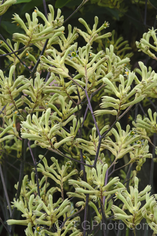 Tall Kangaroo. Paw (<i>Anigozanthos flavidus</i>), a summer-flowering perennial native to southwestern Australia. The flower stems are up to 15m high and the flowers, while commonly greenish yellow, may be red, orange or pink-toned. anigozanthos-2340htm'>Anigozanthos. <a href='haemodoraceae-plant-family-photoshtml'>Haemodoraceae</a>. Order: Commelinales</a>