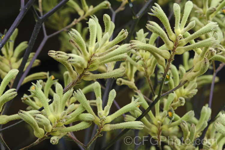 Tall Kangaroo. Paw (<i>Anigozanthos flavidus</i>), a summer-flowering perennial native to southwestern Australia. The flower stems are up to 15m high and the flowers, while commonly greenish yellow, may be red, orange or pink-toned. anigozanthos-2340htm'>Anigozanthos. <a href='haemodoraceae-plant-family-photoshtml'>Haemodoraceae</a>. Order: Commelinales</a>