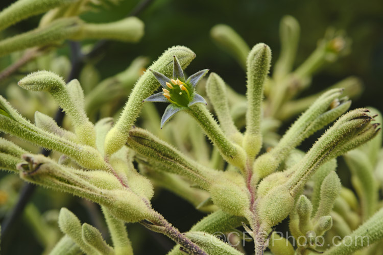 Tall Kangaroo. Paw (<i>Anigozanthos flavidus</i>), a summer-flowering perennial native to southwestern Australia. The flower stems are up to 15m high and the flowers, while commonly greenish yellow, may be red, orange or pink-toned. anigozanthos-2340htm'>Anigozanthos. <a href='haemodoraceae-plant-family-photoshtml'>Haemodoraceae</a>. Order: Commelinales</a>