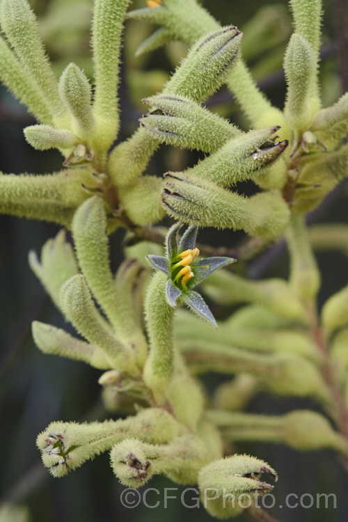 Tall Kangaroo. Paw (<i>Anigozanthos flavidus</i>), a summer-flowering perennial native to southwestern Australia. The flower stems are up to 15m high and the flowers, while commonly greenish yellow, may be red, orange or pink-toned. anigozanthos-2340htm'>Anigozanthos. <a href='haemodoraceae-plant-family-photoshtml'>Haemodoraceae</a>. Order: Commelinales</a>