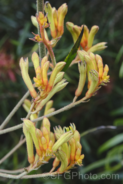 Tall Kangaroo. Paw (<i>Anigozanthos flavidus</i>), a summer-flowering perennial native to southwestern Australia. The flower stems are up to 15m high and the flowers, while commonly greenish yellow, may be red, orange or pink-toned. anigozanthos-2340htm'>Anigozanthos. <a href='haemodoraceae-plant-family-photoshtml'>Haemodoraceae</a>. Order: Commelinales</a>