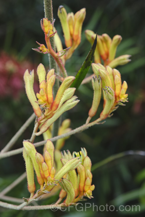 Tall Kangaroo. Paw (<i>Anigozanthos flavidus</i>), a summer-flowering perennial native to southwestern Australia. The flower stems are up to 15m high and the flowers, while commonly greenish yellow, may be red, orange or pink-toned. anigozanthos-2340htm'>Anigozanthos. <a href='haemodoraceae-plant-family-photoshtml'>Haemodoraceae</a>. Order: Commelinales</a>