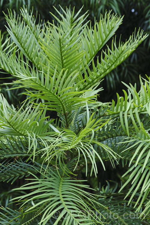 The summer foliage of the Wollemi. Pine (<i>Wollemia nobilis</i>), an evergreen conifer up to 40m tall, discovered in a narrow gorge in the Wollemi. National. Park, northwest of Sydney,Australia in 1994. The genus is thought to be around 200 million years old, is a member of the Araucariaceae and related to the Monkey Puzzle and Norfolk Island Pine. Although extremely rare in the wild, the Wollemi. Pine is now quite widely cultivated. wollemia-2935htm'>Wollemia. <a href='araucariaceae-plant-family-photoshtml'>Araucariaceae</a>. Order: Pinales</a>