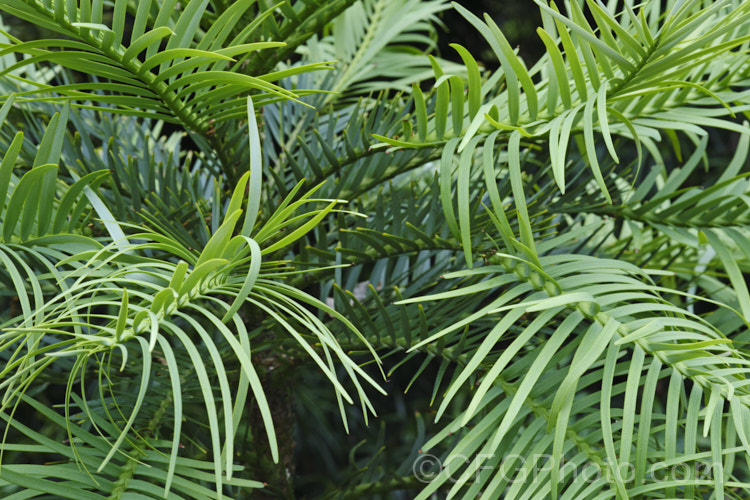 The summer foliage of the Wollemi. Pine (<i>Wollemia nobilis</i>), an evergreen conifer up to 40m tall, discovered in a narrow gorge in the Wollemi. National. Park, northwest of Sydney,Australia in 1994. The genus is thought to be around 200 million years old, is a member of the Araucariaceae and related to the Monkey Puzzle and Norfolk Island Pine. Although extremely rare in the wild, the Wollemi. Pine is now quite widely cultivated. wollemia-2935htm'>Wollemia. <a href='araucariaceae-plant-family-photoshtml'>Araucariaceae</a>. Order: Pinales</a>