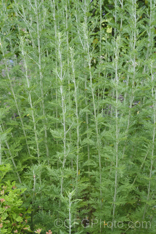 African. Wormwood (<i>Artemisia afra</i>), a 1-2m tall evergreen perennial or subshrub found naturally from South Africa to Ethiopia. It has ferny silver-grey foliage and minute summer-borne flowerheads. Cultivated as an ornamental for its foliage, it is also widely used in herbal medicines. artemisia-2364htm'>Artemisia.