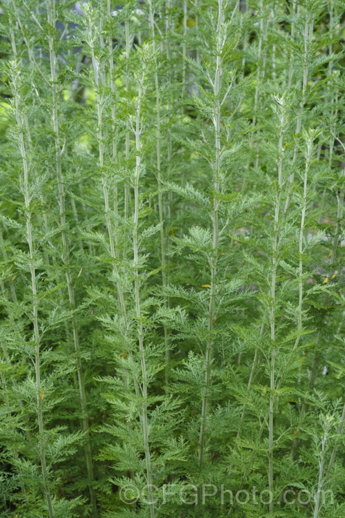 African. Wormwood (<i>Artemisia afra</i>), a 1-2m tall evergreen perennial or subshrub found naturally from South Africa to Ethiopia. It has ferny silver-grey foliage and minute summer-borne flowerheads. Cultivated as an ornamental for its foliage, it is also widely used in herbal medicines. artemisia-2364htm'>Artemisia.