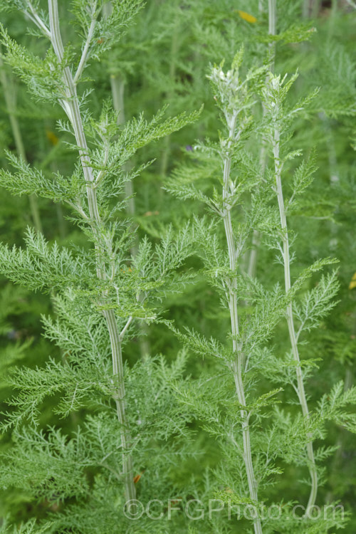 African. Wormwood (<i>Artemisia afra</i>), a 1-2m tall evergreen perennial or subshrub found naturally from South Africa to Ethiopia. It has ferny silver-grey foliage and minute summer-borne flowerheads. Cultivated as an ornamental for its foliage, it is also widely used in herbal medicines. artemisia-2364htm'>Artemisia.