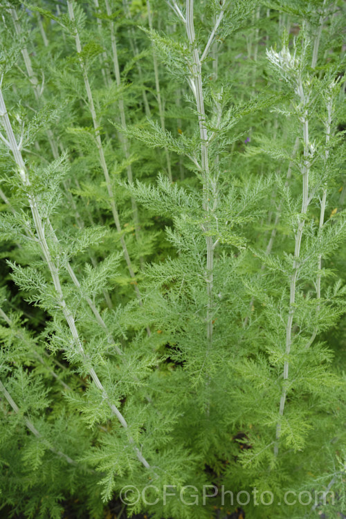 African. Wormwood (<i>Artemisia afra</i>), a 1-2m tall evergreen perennial or subshrub found naturally from South Africa to Ethiopia. It has ferny silver-grey foliage and minute summer-borne flowerheads. Cultivated as an ornamental for its foliage, it is also widely used in herbal medicines. artemisia-2364htm'>Artemisia.